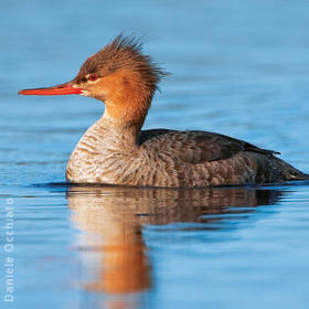 Red-breasted Merganser (Female, ITALY)