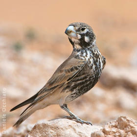 Thick-billed Lark (Male spring, TUNISIA)