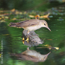 Basra Reed Warbler