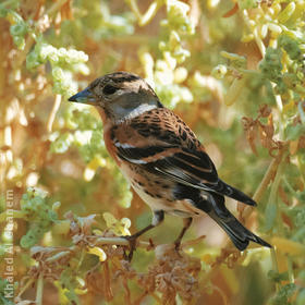 Brambling (Non-breeding plumage)