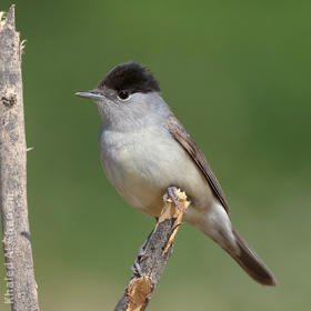 Eurasian Blackcap (Male)