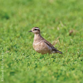 Eurasian Dotterel (Immature winter)