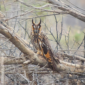 Long-eared Owl