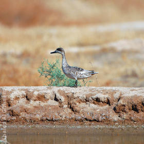 Marbled Duck 