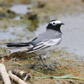 Masked Wagtail (Spring)