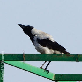 Mesopotamian Crow