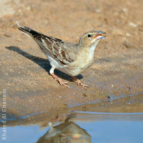 Pale Rockfinch