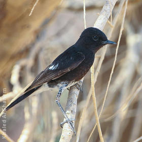 Pied Stonechat (Spring)