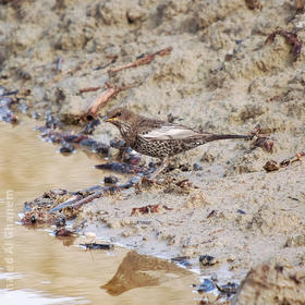 Ring Ouzel (Immature winter)