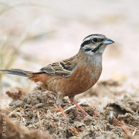 Rock Bunting (Non-breeding plumage)