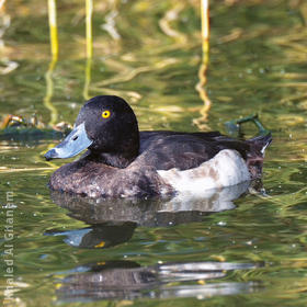 Tufted Duck (Male)