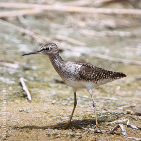 Wood Sandpiper