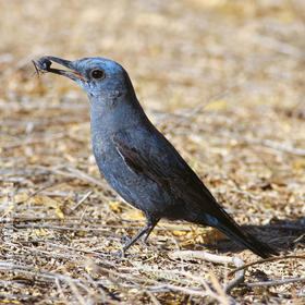 Blue Rock Thrush (Male)