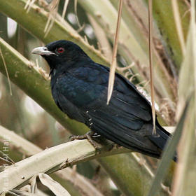 Asian Koel