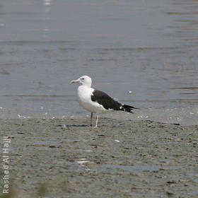 Baltic Gull 