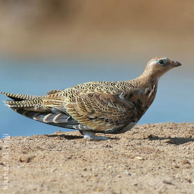 Black-bellied Sandgrouse (Immature or female)