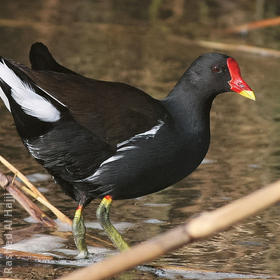 Common Moorhen