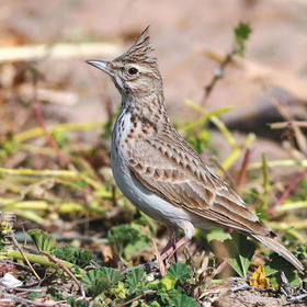 Crested Lark