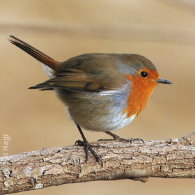 European Robin