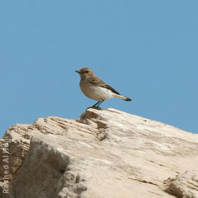 Finsch’s Wheatear (Female)