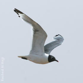 Franklin’s Gull (Summer)