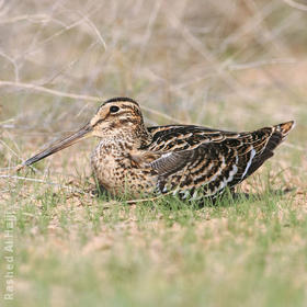 Great Snipe