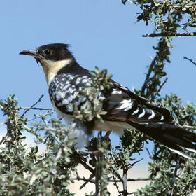 Great Spotted Cuckoo 