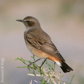 Kurdistan Wheatear (Female)