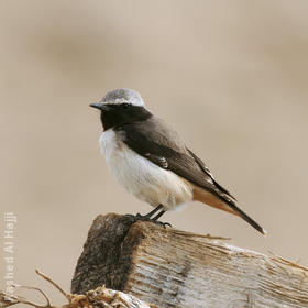 Kurdistan Wheatear (Male)