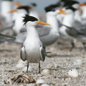 Lesser Crested Tern