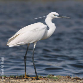 Little Egret