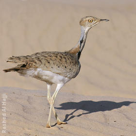 Macqueen’s Bustard