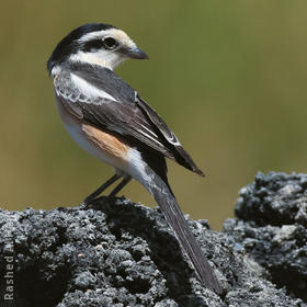 Masked Shrike (Female)