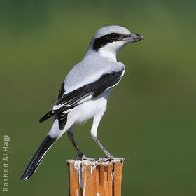 Mauryan Grey Shrike