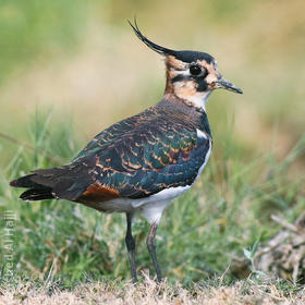 Northern Lapwing (Winter)