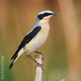 Northern Wheatear (Male)