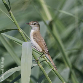 Paddyfield Warbler