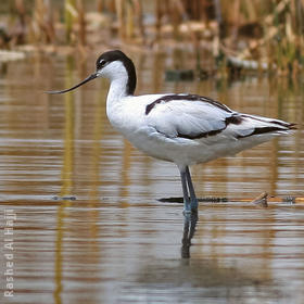 Pied Avocet (Female)