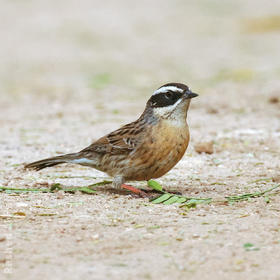 Radde’s Accentor 