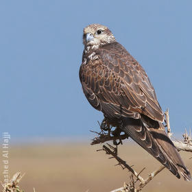 Saker Falcon