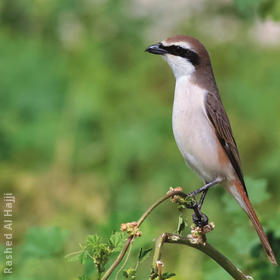 Turkestan Shrike (male)