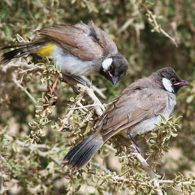 White-eared Bulbul