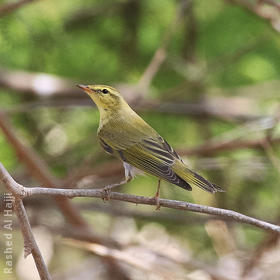 Wood Warbler