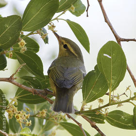 Green Warbler (Al Abraq, Oct 2013)