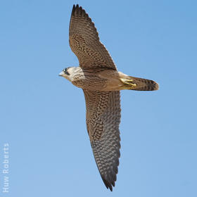 Barbary Falcon (Immature - UAE)