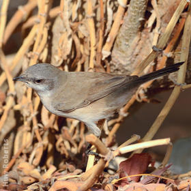 Desert Whitethroat (UAE)