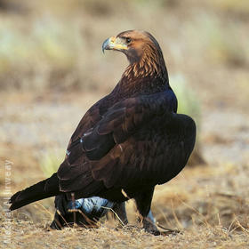 Golden Eagle