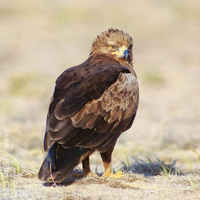 Lesser Spotted Eagle