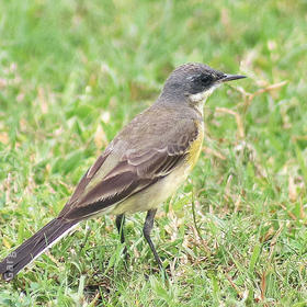 Eastern Black-headed Wagtail (female, INDIA)