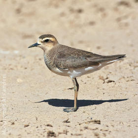 Caspian Plover (Female)